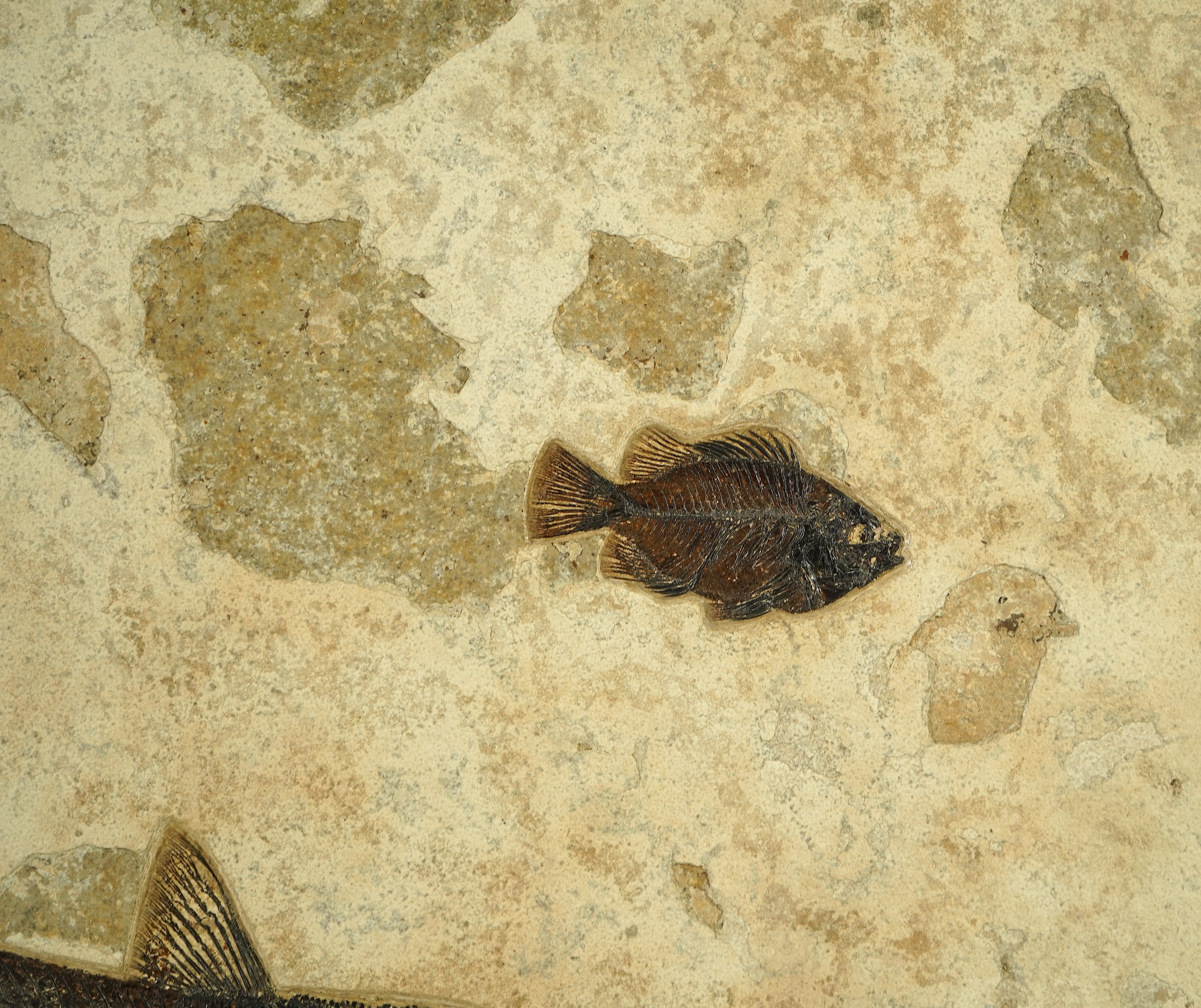 A large and impressive fish fossil triptych